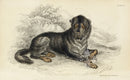 William Jardine Antique Animal Prints Mastiff - Panteek Antique Prints