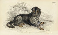 William Jardine Antique Animal Prints Mastiff - Panteek Antique Prints