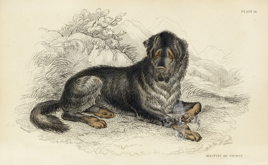 William Jardine Antique Animal Prints Mastiff