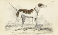 William Jardine Antique Animal Prints Oriental Hound - Panteek Antique Prints