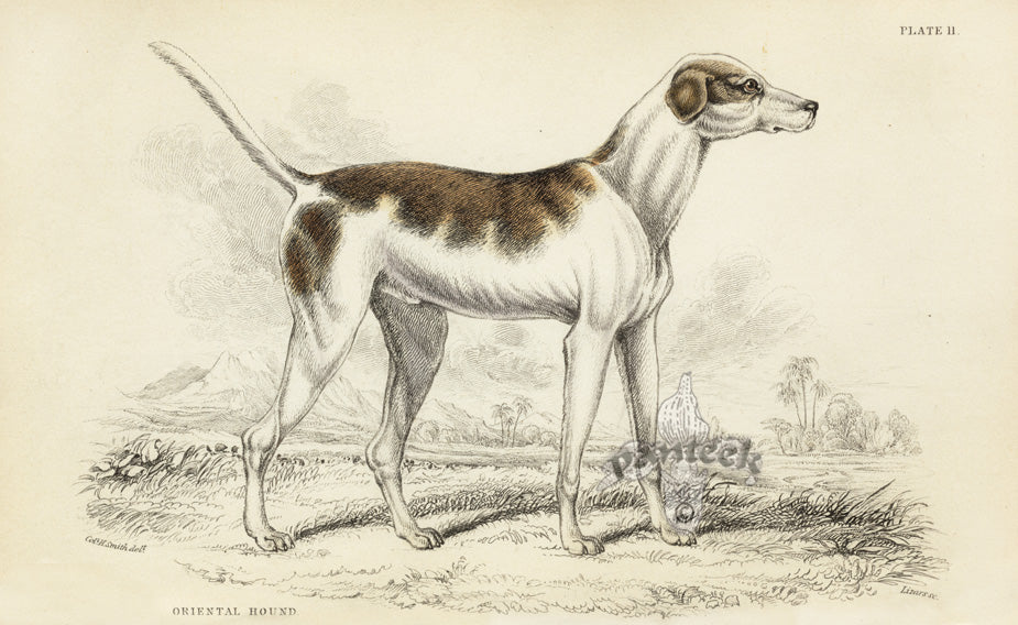 William Jardine Antique Animal Prints Oriental Hound