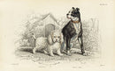 William Jardine Antique Animal Prints Poodle, Bull Dog - Panteek Antique Prints