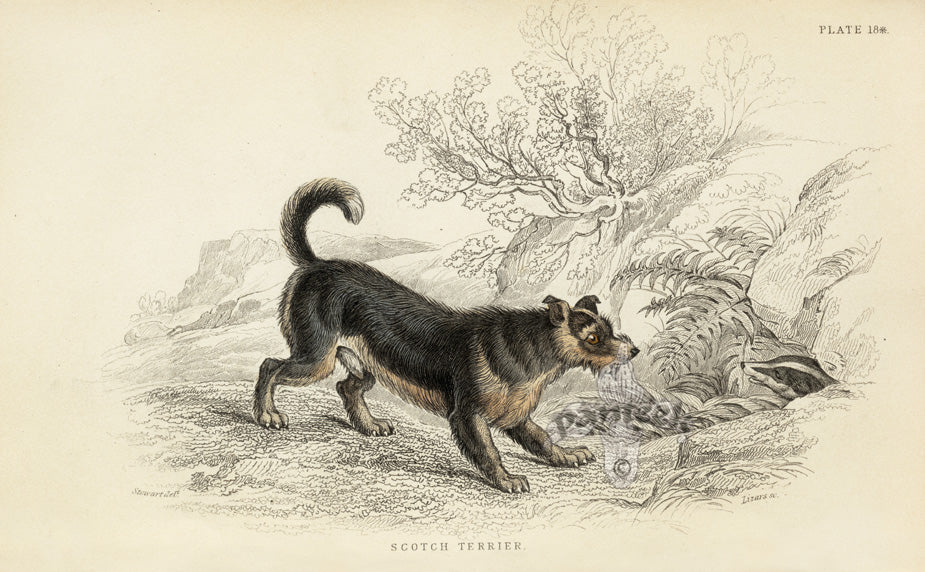 William Jardine Antique Animal Prints Scotch Terrier