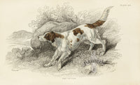 William Jardine Antique Animal Prints Setter - Panteek Antique Prints