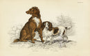 William Jardine Antique Animal Prints Setter, Cocker Spaniel - Panteek Antique Prints