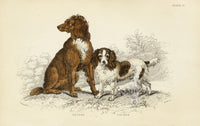 William Jardine Antique Animal Prints Setter, Cocker Spaniel - Panteek Antique Prints