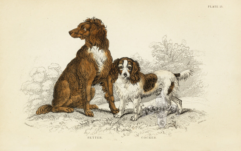 William Jardine Antique Animal Prints Setter, Cocker Spaniel