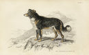 William Jardine Antique Animal Prints Sheep Dog - Panteek Antique Prints