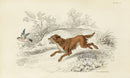 William Jardine Antique Animal Prints Springer Spaniel Dog - Panteek Antique Prints