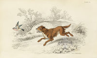 William Jardine Antique Animal Prints Springer Spaniel Dog - Panteek Antique Prints