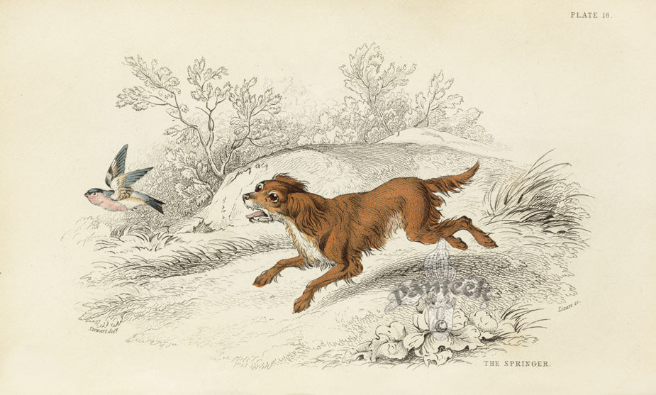 William Jardine Antique Animal Prints Springer Spaniel Dog