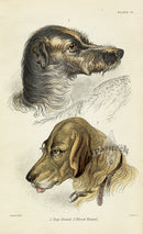 William Jardine Antique Animal Prints Stag & Blood Hound - Panteek Antique Prints