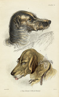William Jardine Antique Animal Prints Stag & Blood Hound - Panteek Antique Prints
