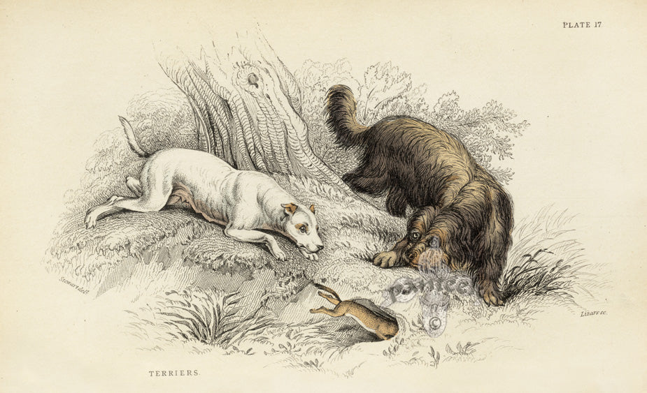 William Jardine Antique Animal Prints Terriers