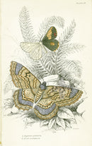 William Jardine Antique Steel Engraving Alcis scolopacea - Panteek Antique Prints