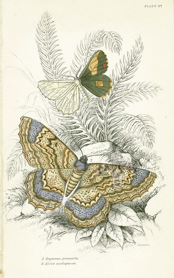 William Jardine Antique Steel Engraving Alcis scolopacea