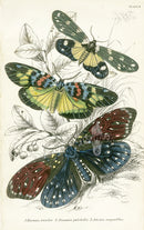 William Jardine Antique Steel Engraving Amesia sanguiflua - Panteek Antique Prints