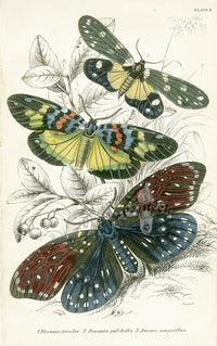 William Jardine Antique Steel Engraving Amesia sanguiflua - Panteek Antique Prints