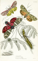 William Jardine Antique Steel Engraving Arctia Hebe - Panteek Antique Prints