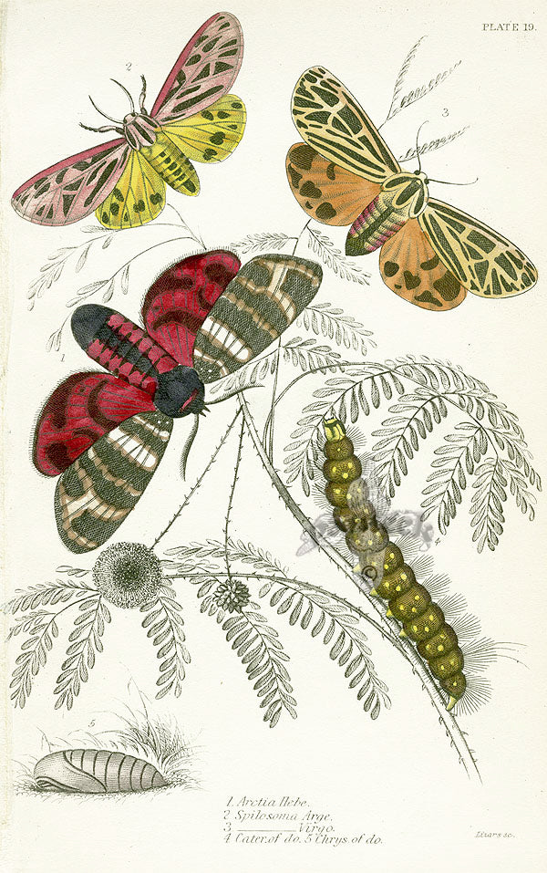 William Jardine Antique Steel Engraving Arctia Hebe