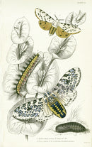 William Jardine Antique Steel Engraving Arctia Oculatissima - Panteek Antique Prints