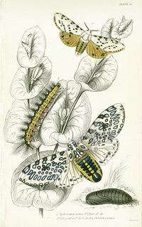 William Jardine Antique Steel Engraving Arctia Oculatissima - Panteek Antique Prints