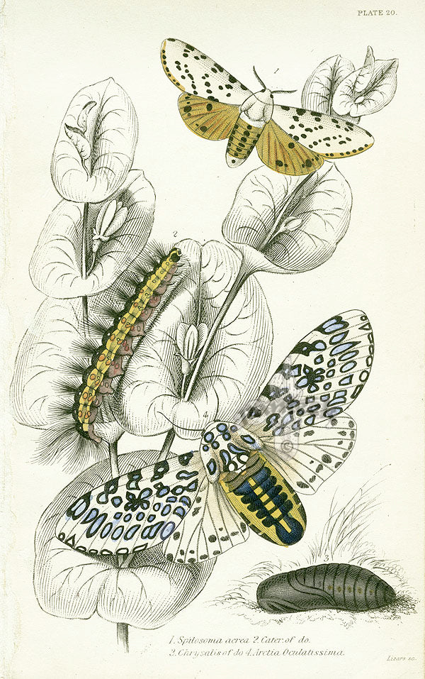 William Jardine Antique Steel Engraving Arctia Oculatissima
