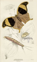 William Jardine Antique Steel Engraving Arpidea Chorinaea - Panteek Antique Prints