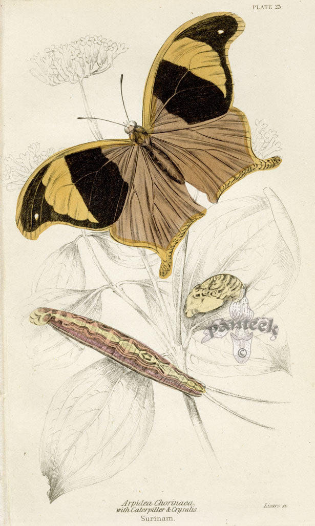 William Jardine Antique Steel Engraving Arpidea Chorinaea