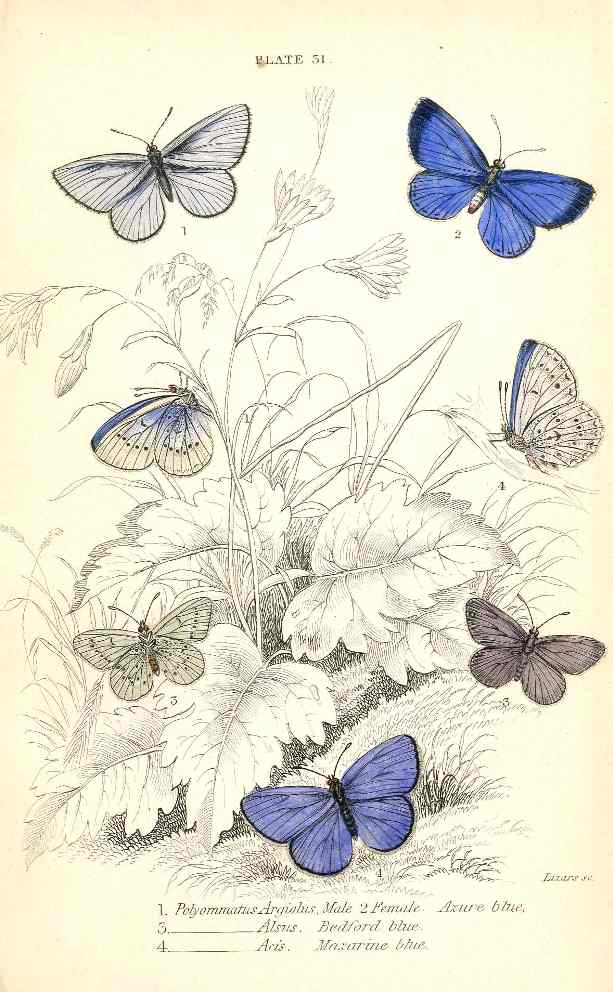 William Jardine Antique Steel Engraving Azure Blue Butterfly