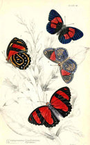 William Jardine Antique Steel Engraving C. Condomanus - Panteek Antique Prints