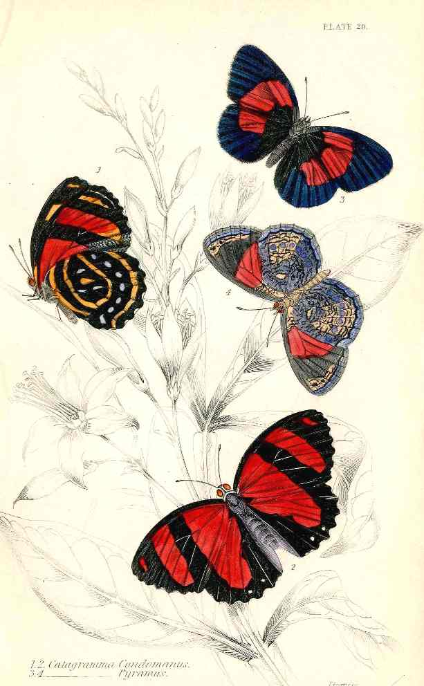 William Jardine Antique Steel Engraving C. Condomanus