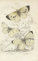 William Jardine Antique Steel Engraving Cabbage Butterfly - Panteek Antique Prints