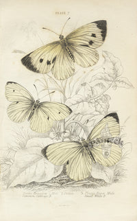 William Jardine Antique Steel Engraving Cabbage Butterfly - Panteek Antique Prints