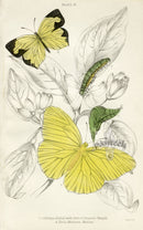 William Jardine Antique Steel Engraving Callidryas Euble - Panteek Antique Prints