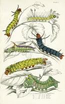 William Jardine Antique Steel Engraving Caterpillars - Panteek Antique Prints