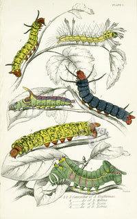 William Jardine Antique Steel Engraving Caterpillars - Panteek Antique Prints