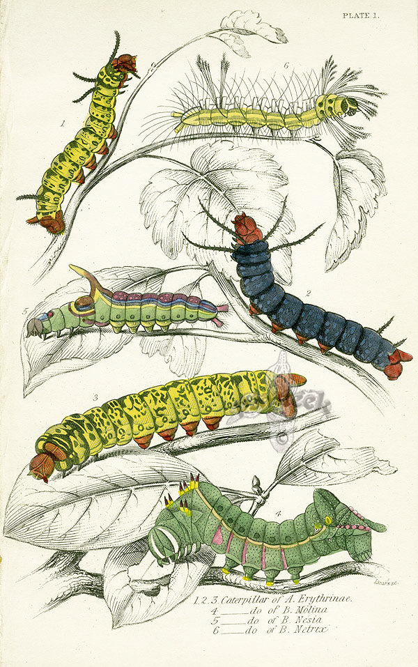 William Jardine Antique Steel Engraving Caterpillars