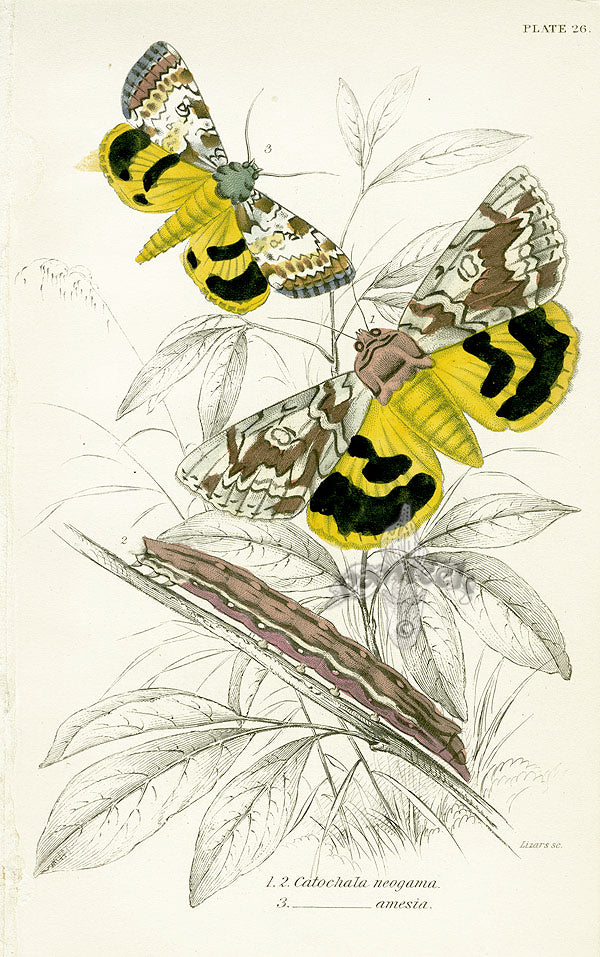 William Jardine Antique Steel Engraving Catochala neogama