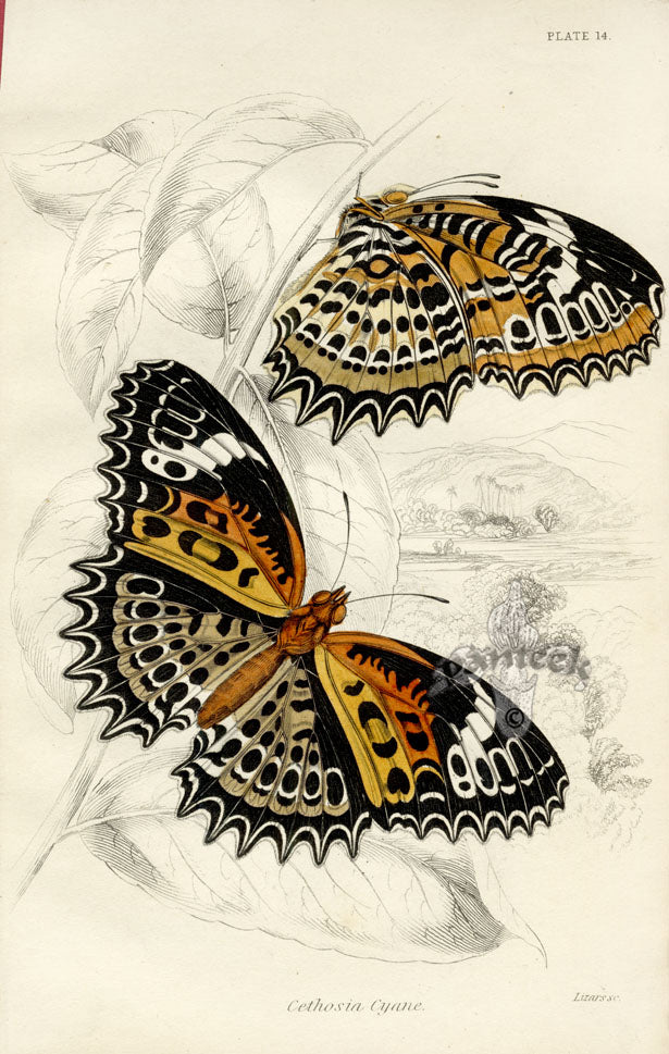 William Jardine Antique Steel Engraving Cethosia Cyanne