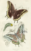 William Jardine Antique Steel Engraving Charaxes Jasius - Panteek Antique Prints