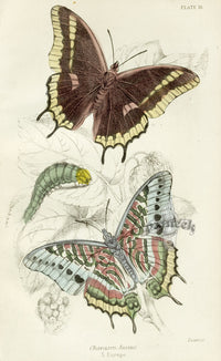 William Jardine Antique Steel Engraving Charaxes Jasius - Panteek Antique Prints