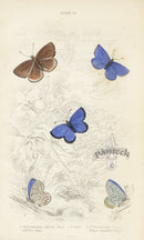 William Jardine Antique Steel Engraving Clifden Blue Butterfly - Panteek Antique Prints