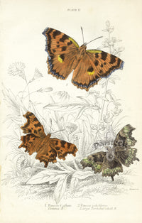 William Jardine Antique Steel Engraving Comma Butterfly - Panteek Antique Prints