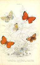 William Jardine Antique Steel Engraving Common Copper - Panteek Antique Prints