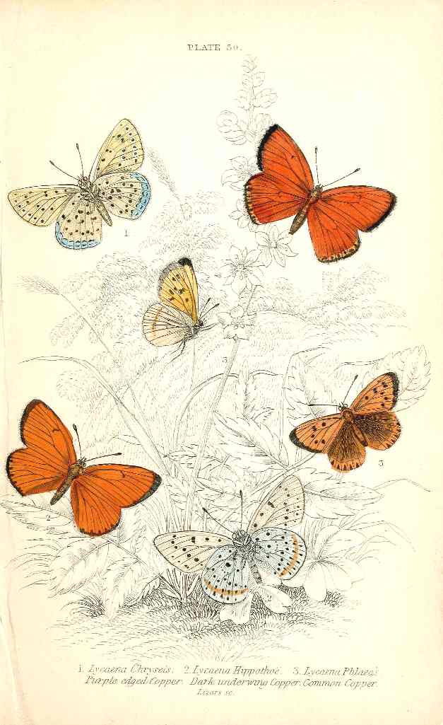 William Jardine Antique Steel Engraving Common Copper