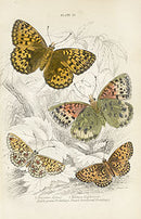 William Jardine Antique Steel Engraving Dark Green Fritillary - Panteek Antique Prints