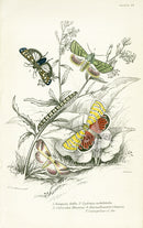 William Jardine Antique Steel Engraving Deiopeia bella - Panteek Antique Prints