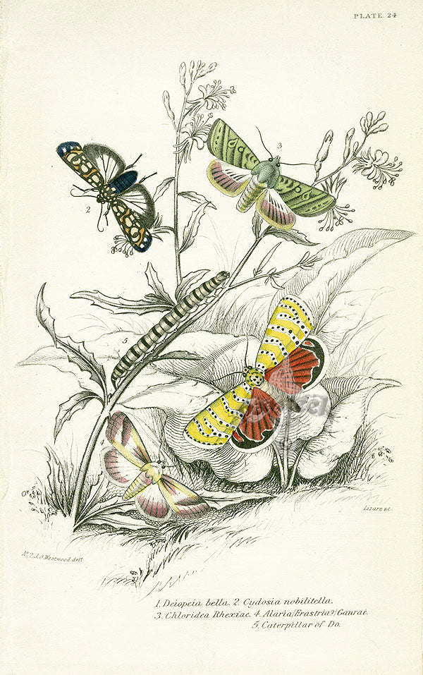 William Jardine Antique Steel Engraving Deiopeia bella