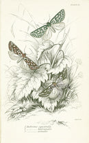 William Jardine Antique Steel Engraving Dichroma equestralis - Panteek Antique Prints